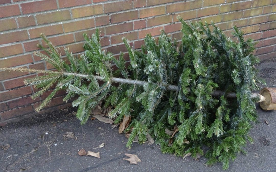 discarded Christmas tree
